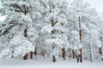 Snow-crusted pines on the Talimena Byway, Oklahoma Snow-crusted pines, on the Talimena Byway, Oklahoma