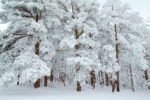 Snow-crusted pines, on the Talimena Byway, Oklahoma