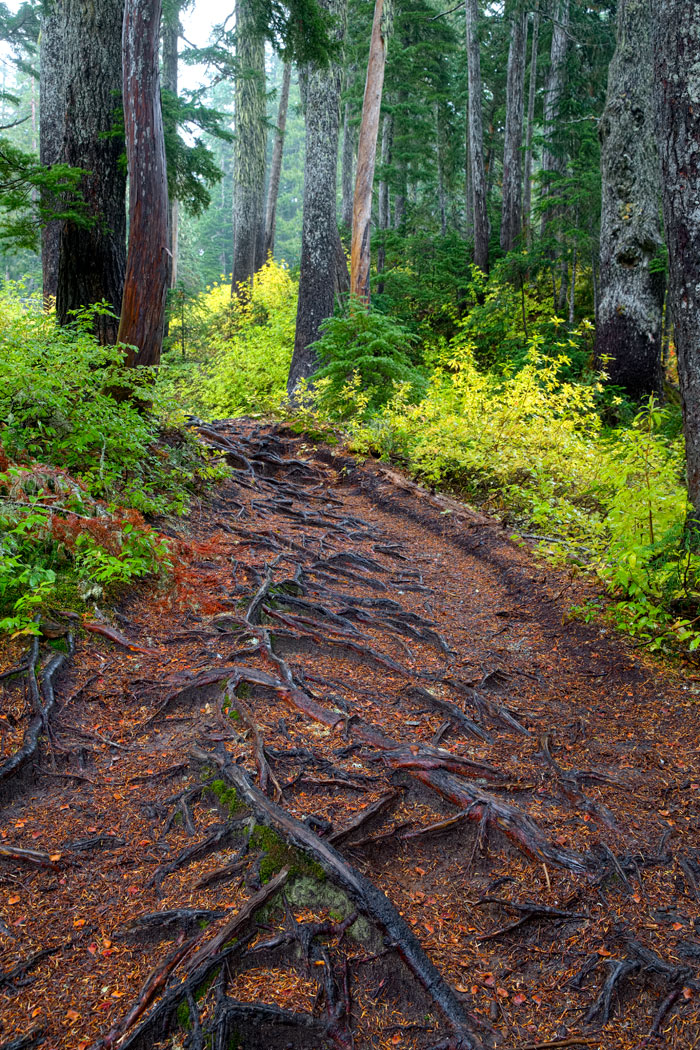 Trail in Mount Rainier National Park, Washington