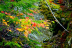 Fall color on Stevens Canyon Rd, Mount Rainier National Park, Washington