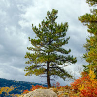 Fall color on Lime Creek Rd