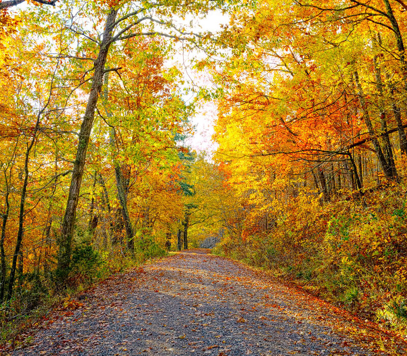 Fall color near the Talimena Scenic Byway