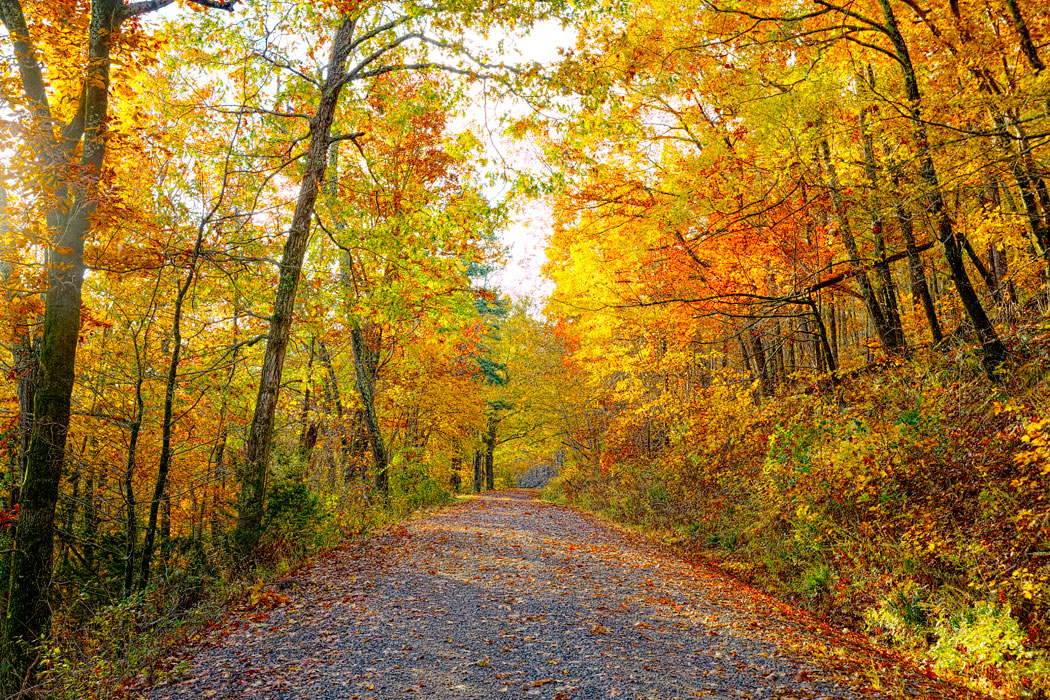 Fall color near the Talimena Scenic Byway - Buddy Hawkins