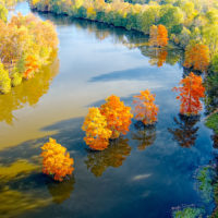 Autumn Cypress Trees on Long Lake