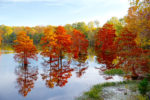 Autumn Cypress Trees on Long Lake