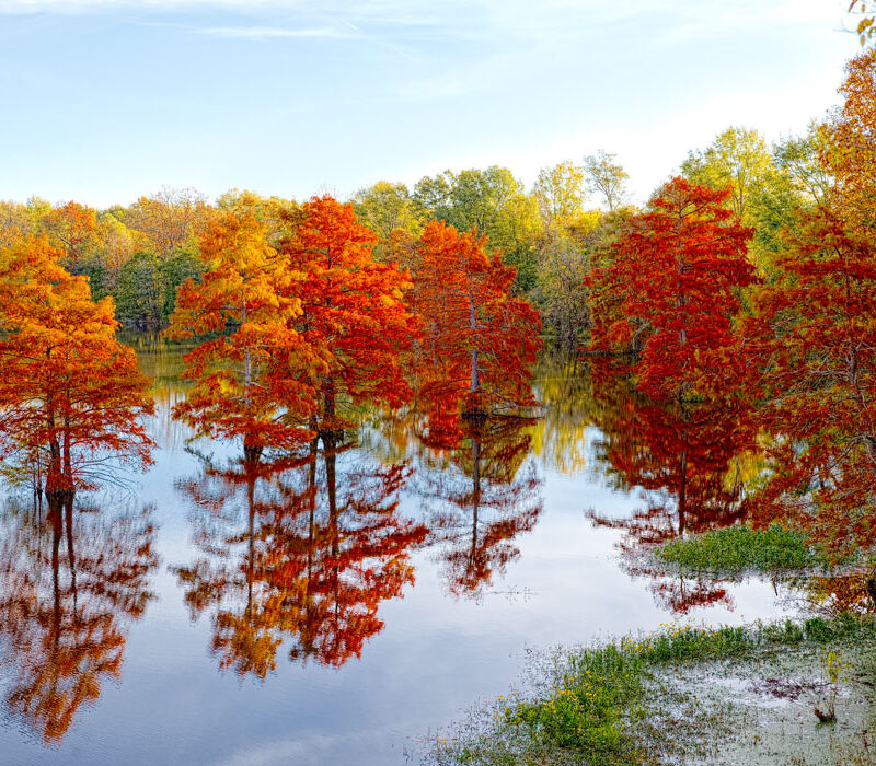 Autumn Cypress Trees on Long Lake