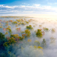 Early Morning Fog at Tahquamenon Falls State Park, Michigan