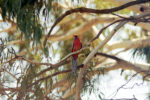 Wild Parrot in Eucalyptus