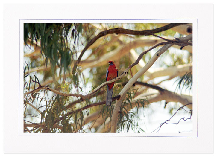 Wild Parrot in Eucalyptus
