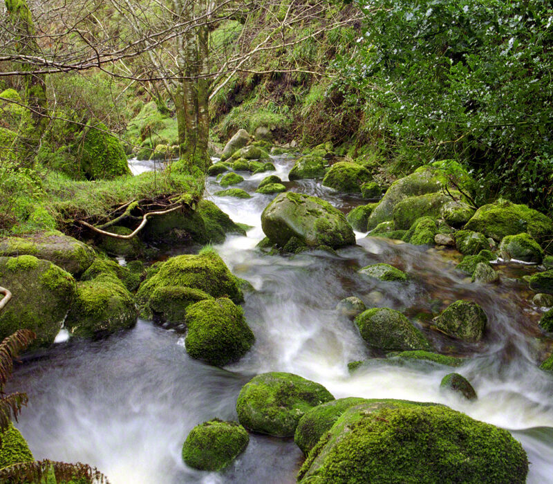 Emerald Island Stream