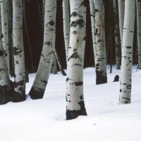 Snow on the Dallas Divide