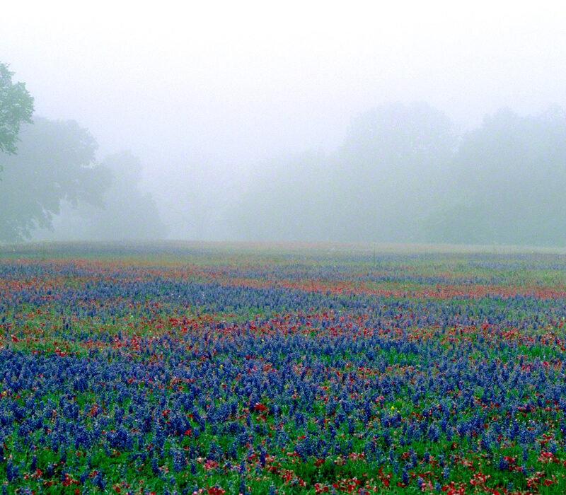 Wildflowers at Dawn