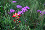 Indian Paintbrush and Verbena