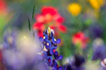 Bluebonnet Portrait