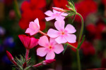 Pink and Red Phlox