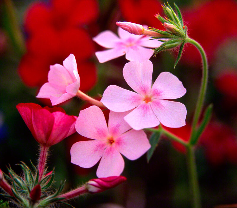 Pink and Red Phlox
