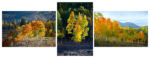 Colorado Fall Colors Triptych Colordo Fall Color Triptych