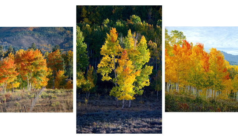 Colordo Fall Color Triptych